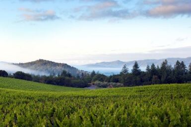 View full screen - View 1 of Lot 46. SLOAN ESTATE | 3X3! (3 DM).