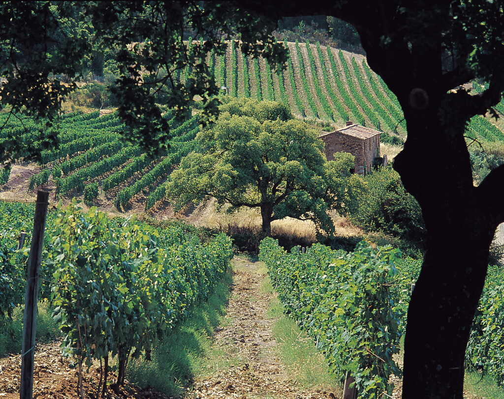 View full screen - View 1 of Lot 537. Sassicaia "Vertical" (10 BT).