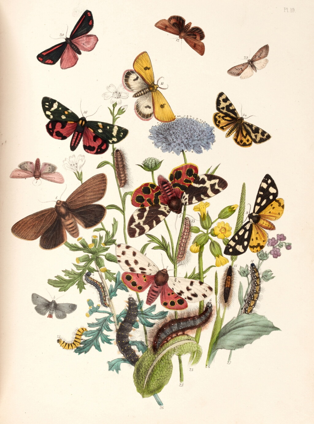 View full screen - View 1 of Lot 364. Henry Noel Humphreys and John Obadiah Westwood | British moths and their transformations, London, 1843-45, 2 vols.