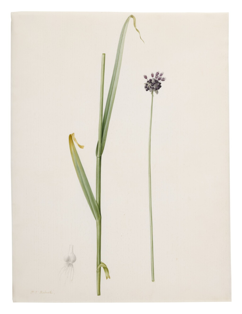 View full screen - View 1 of Lot 140. PIERRE-JOSEPH REDOUTÉ | ALLIUM ARENARIUM (AIL DES SABLES).