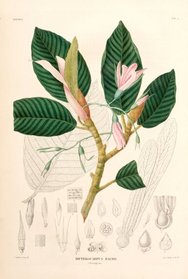 View full screen - View 1 of Lot 484. Coenraad Temminck and P.W. Korthals | Verhandelingen over de natuurlijke geschiedenis, Leiden, 1839-42, vol 1 of 3 only.