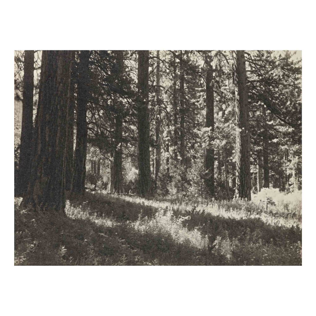 View full screen - View 1 of Lot 83. 'In Simpson Meadow'.