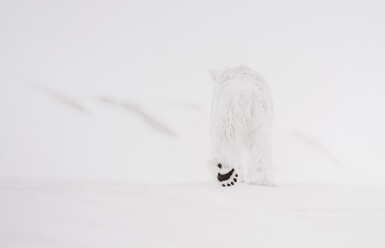 View full screen - View 1 of Lot 204. 78 Degrees North, Svalbard, Norway.