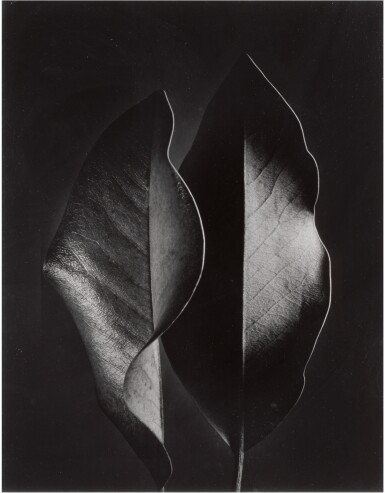 View full screen - View 1 of Lot 52. RUTH BERNHARD | 'TWO LEAVES'.