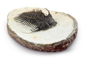 View full screen - View 1 of Lot 25. A SPINY TRICORN TRILOBITE.