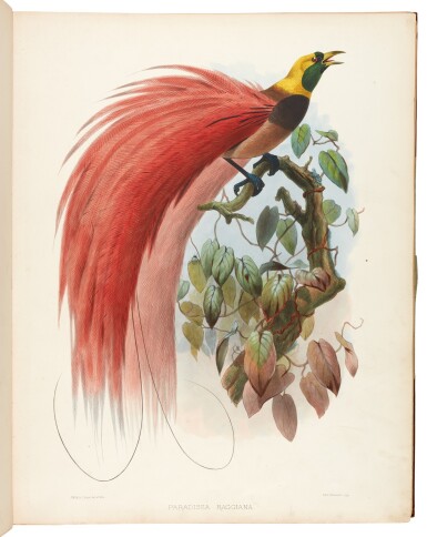 View full screen - View 1 of Lot 30. ELLIOT, D.G.| A Monograph of the Paradiseidae, or Birds of Paradise, New York 1873, folio, 36 plates.