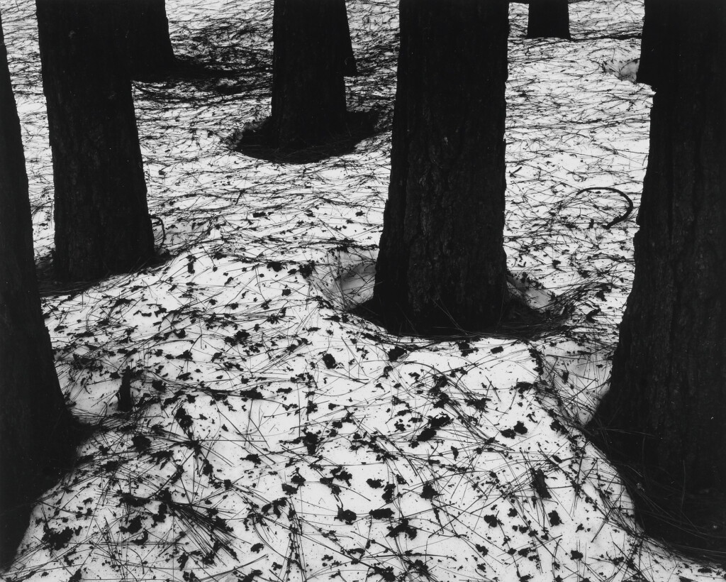 View full screen - View 1 of Lot 47. Pines in Snow.