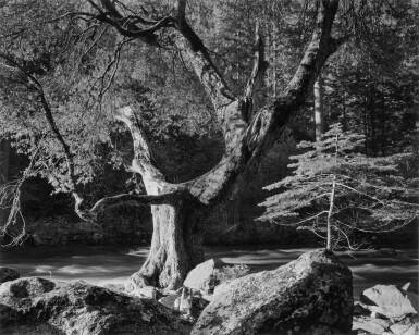 View full screen - View 1 of Lot 59. 'Early Morning, Merced River Canyon, Yosemite National Park, Ca.'.