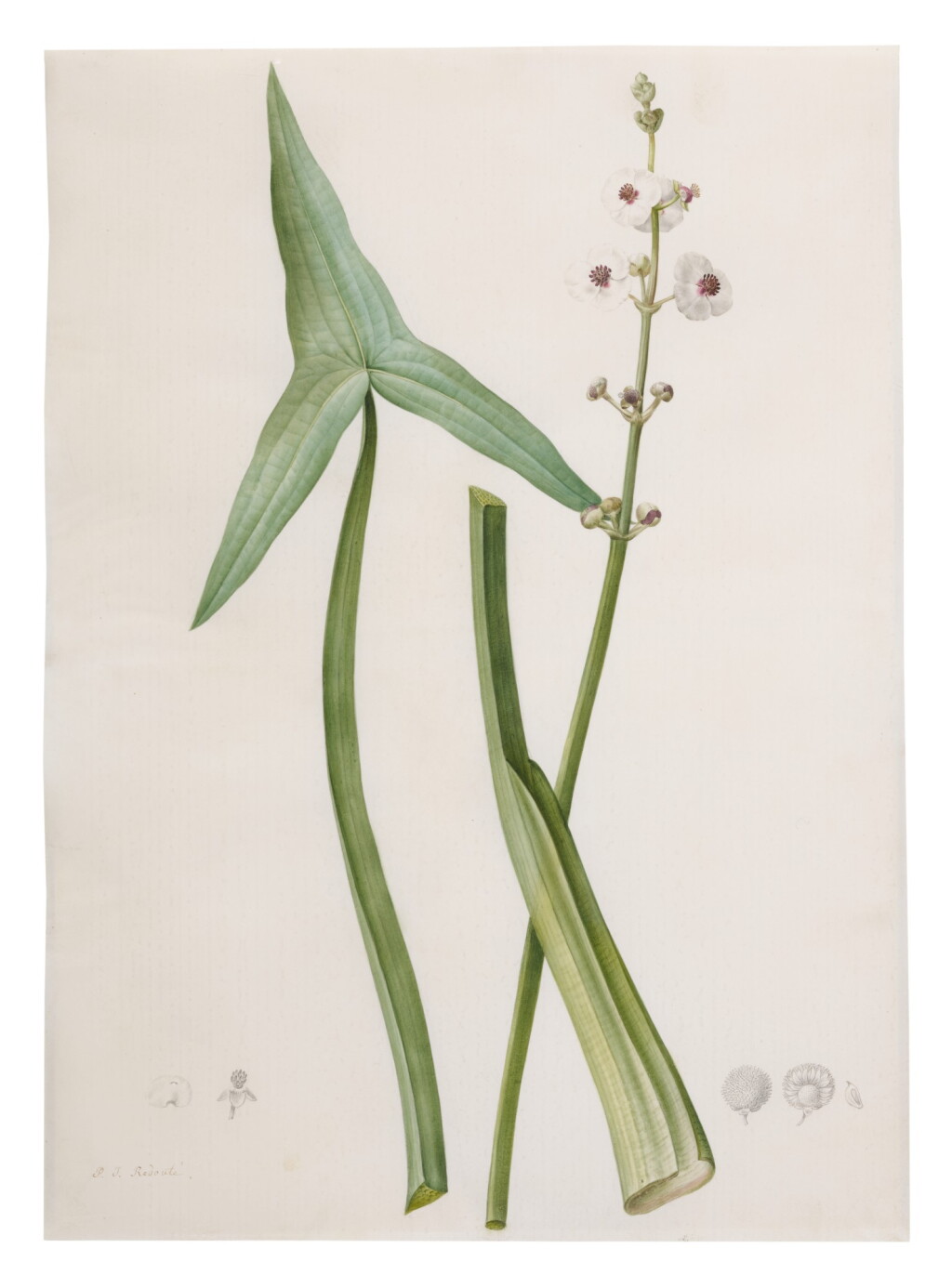 View full screen - View 1 of Lot 138. PIERRE-JOSEPH REDOUTÉ | SAGITTARIA SAGITTIFOLIA (SAGITTAIRE EN FLÈCHE).