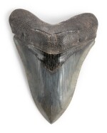 The Tooth of a Megalodon