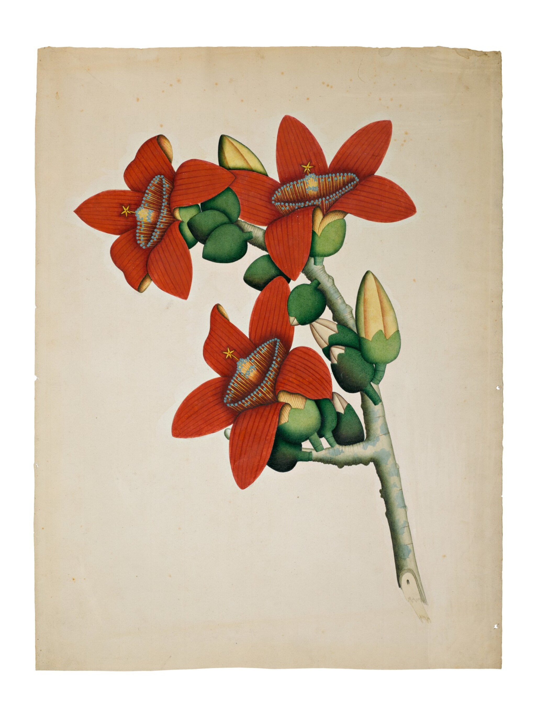 A Silk Cotton Tree Bombax Ceiba Company School Calcutta Circa 1800 In An Indian Garden The Carlton Rochell Collection Of Company School Paintings Sotheby S