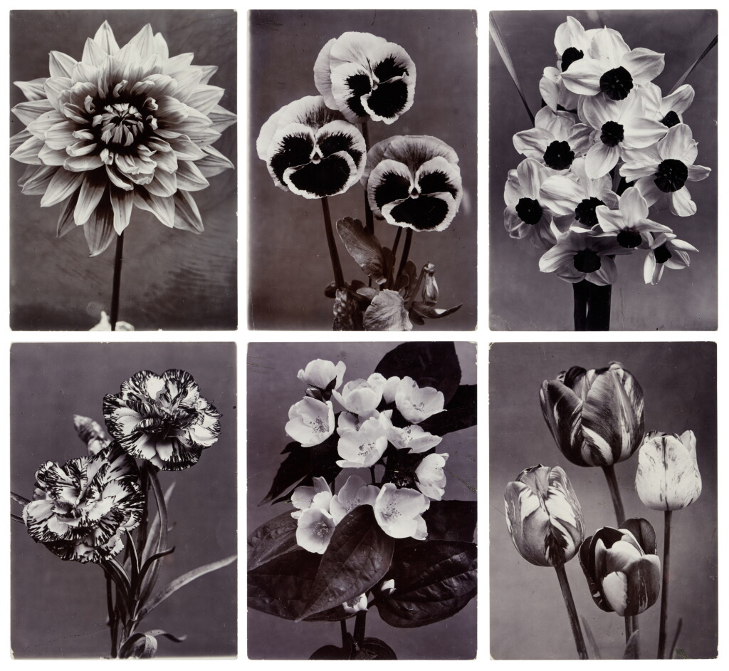 View full screen - View 1 of Lot 181. Selected Images of Flowers (6 photographs).