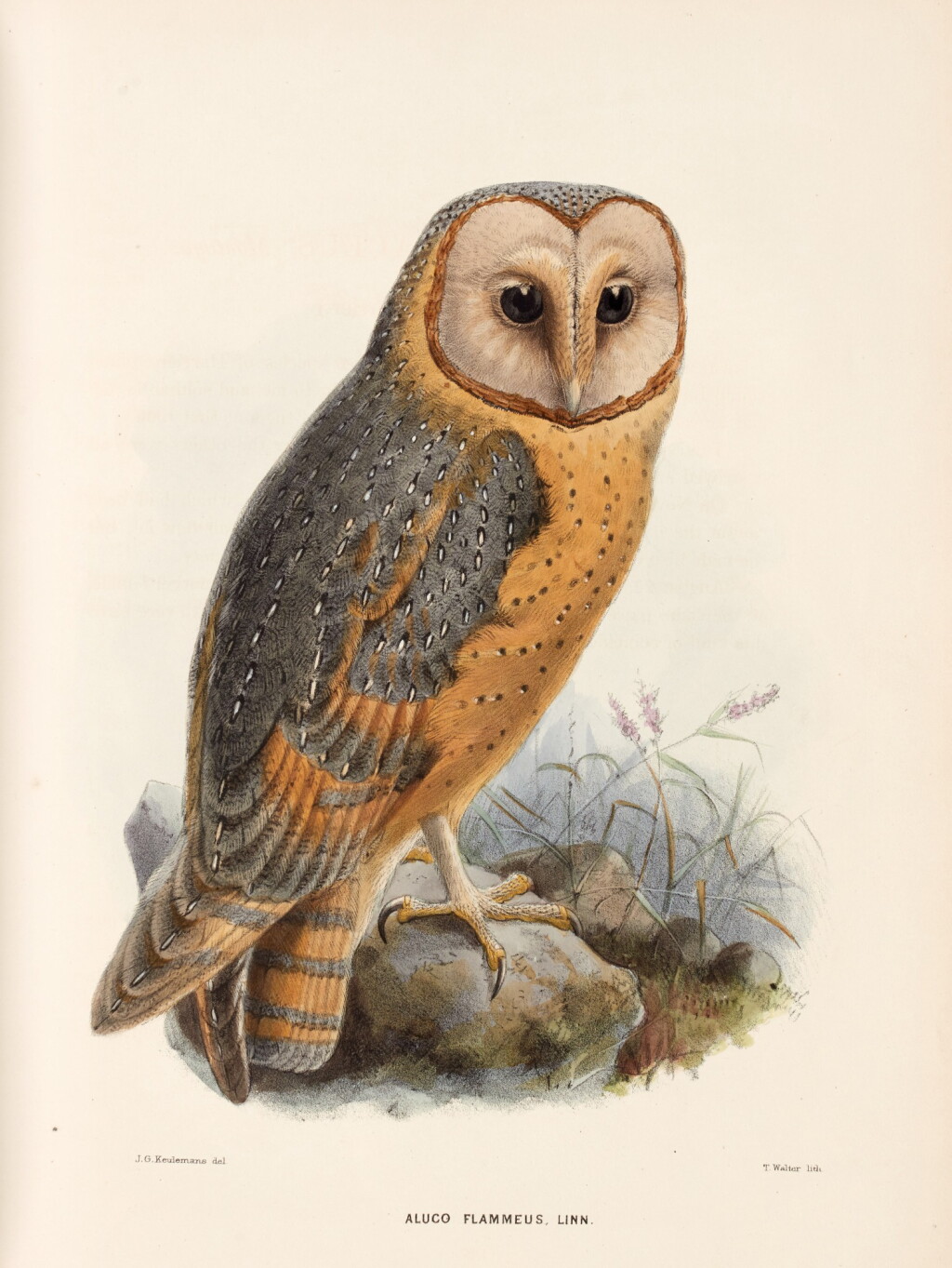 View full screen - View 1 of Lot 193. George Dawson Rowley | Ornithological Miscellany, 1876-1878, 3 volumes, contemporary half morocco.