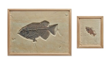 View full screen - View 1 of Lot 11. A Pair Of Framed Fossilized Fish.