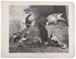 Cradock, Marmaduke. A set of ornithological prints, depicting at least 16 different species of birds