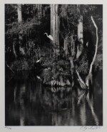 Big Cypress Gallery #14