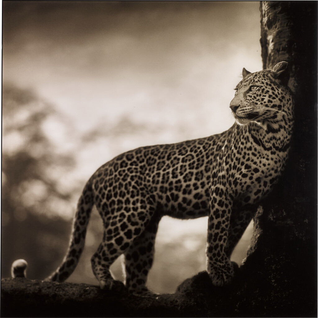 View full screen - View 1 of Lot 31. 'Leopard in Crook of Tree', Nakuru, 2007.