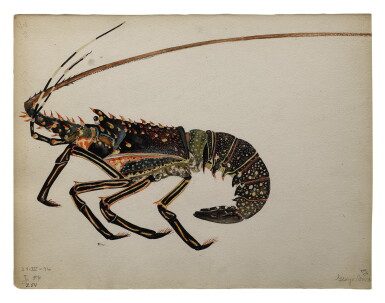 View full screen - View 1 of Lot 13. SPINY LOBSTER.