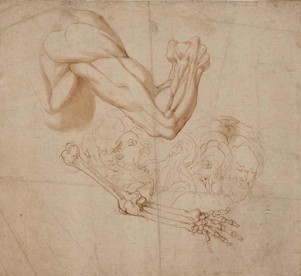 View full screen - View 1 of Lot 202. An ecorché study of a shoulder and right arm and studies of the bones of the right arm and of five heads.