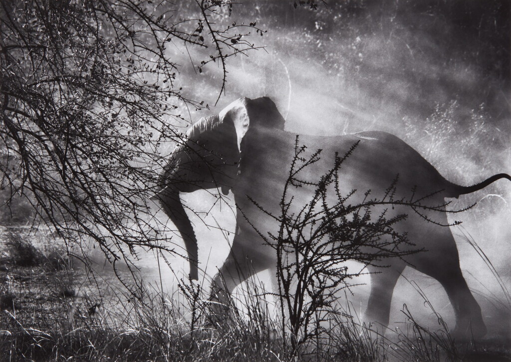 View full screen - View 1 of Lot 171. Elephant (Against Light), Kafue National Park, Zambia .