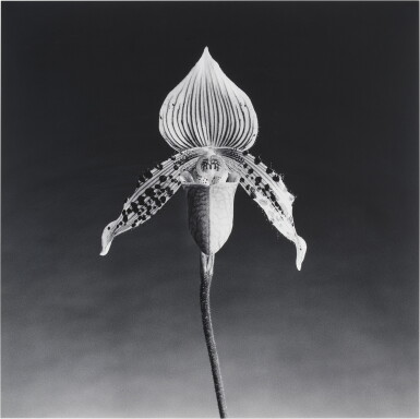 View full screen - View 1 of Lot 117. Orchid.