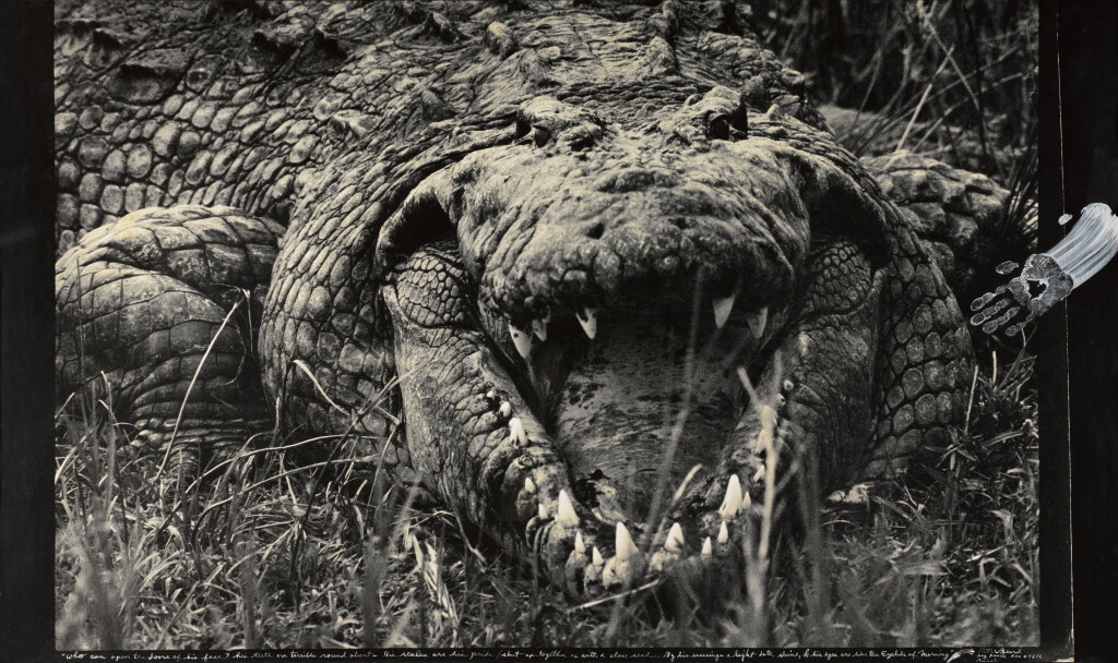 View full screen - View 1 of Lot 36. PETER BEARD | 'LARGE MUGGER CROCODILE, CIRCA 15-16 FEET', UGANDA, 1966.