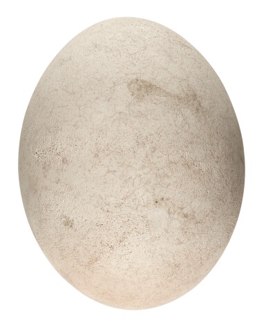 An Intact And Complete Elephant Bird Egg Madagascar 17th Century Or Earlier The Art Of Travel2019 Sotheby S