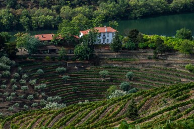 View full screen - View 1 of Lot 13. Warre 1994 (6 BT) plus a VIP Tour and Tasting at the Grahams Port centre and the Quinta do Bomfim centre.