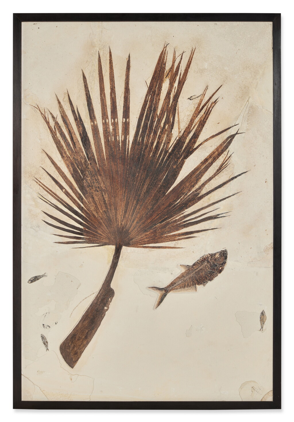 View full screen - View 1 of Lot 216. Fossil Palm Frond with Fish — Green River Formation.