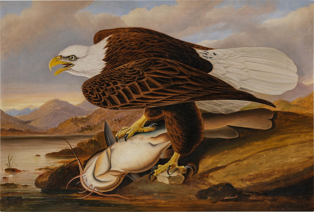 View full screen - View 1 of Lot 4. White-Headed Eagle.