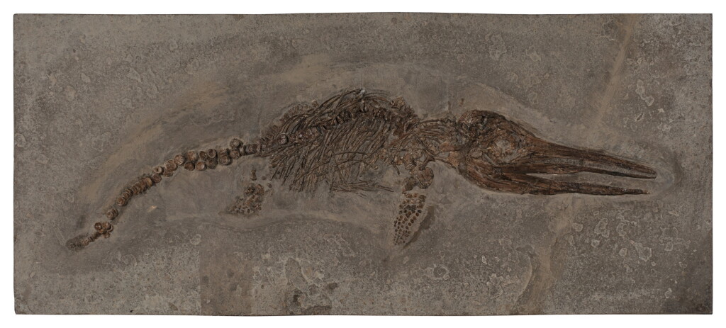 View full screen - View 1 of Lot 4. Marine Reptile Fossil (Ichthyosaur) — Juvenile Specimen.