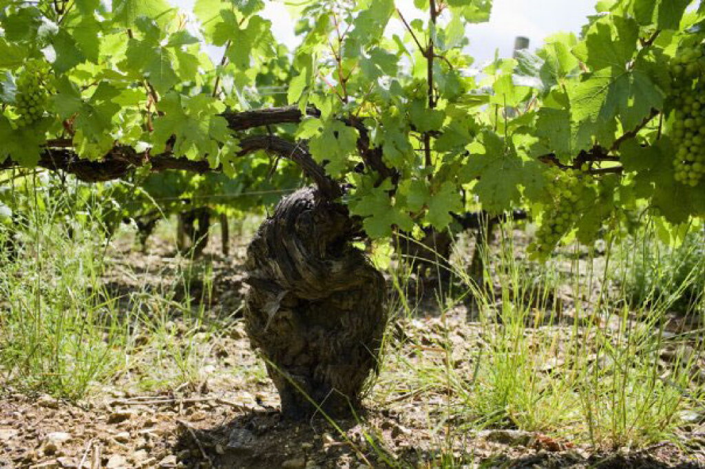 View full screen - View 1 of Lot 93. Chablis, Les Clos 2008 Vincent Dauvissat (12 BT).