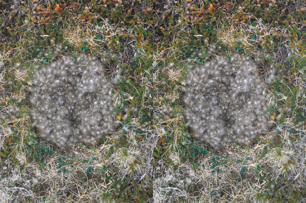 View full screen - View 1 of Lot 47. Untitled (To Nest) #3.