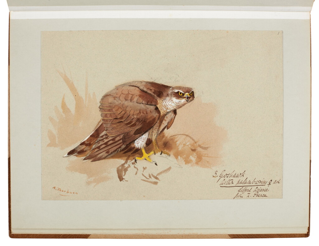 View full screen - View 1 of Lot 33. Archibald Thorburn | An album containing eight original drawings of birds of prey.