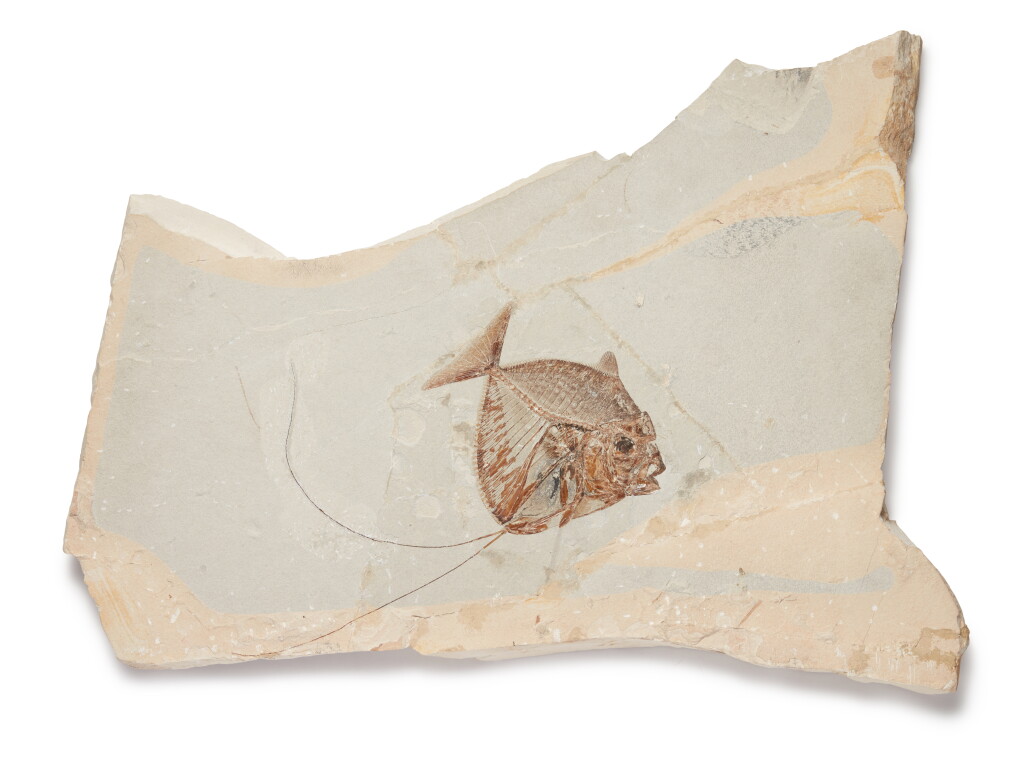 View full screen - View 1 of Lot 218. Fossilized Moonfish Plaque.