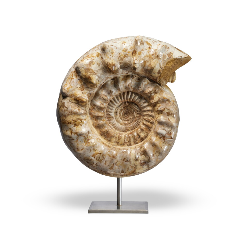 Voir en plein écran - Voir 1 du lot 9. Large Kranaosphinctes Ammonite With Fossil Mollusk.