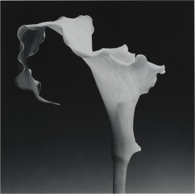 View full screen - View of Calla Lily.