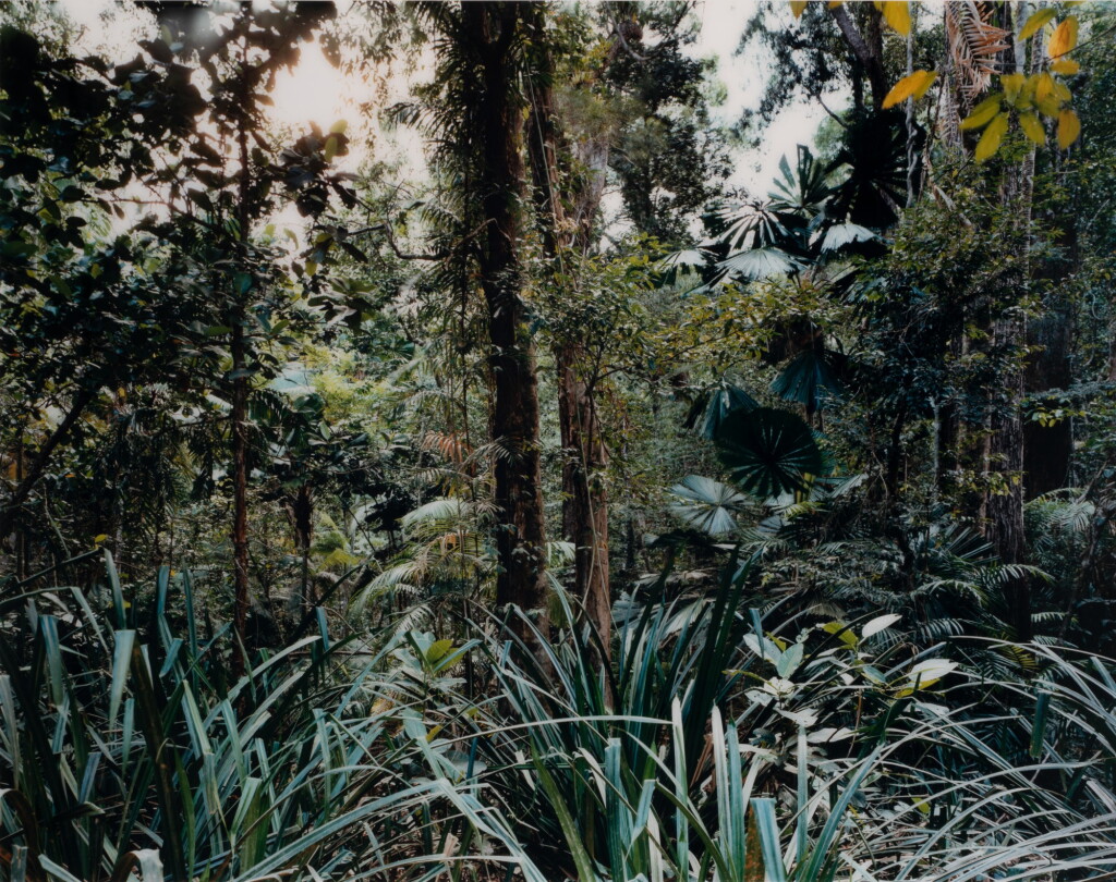 View full screen - View 1 of Lot 27. THOMAS STRUTH | PARADISE 7, DAINTREE, AUSTRALIA, 1998.