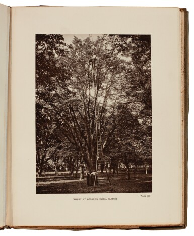View full screen - View 1 of Lot 332. Elwes and Henry. The Trees of Great Britain and Ireland. 1906-1913. 15 parts in 7 volumes.