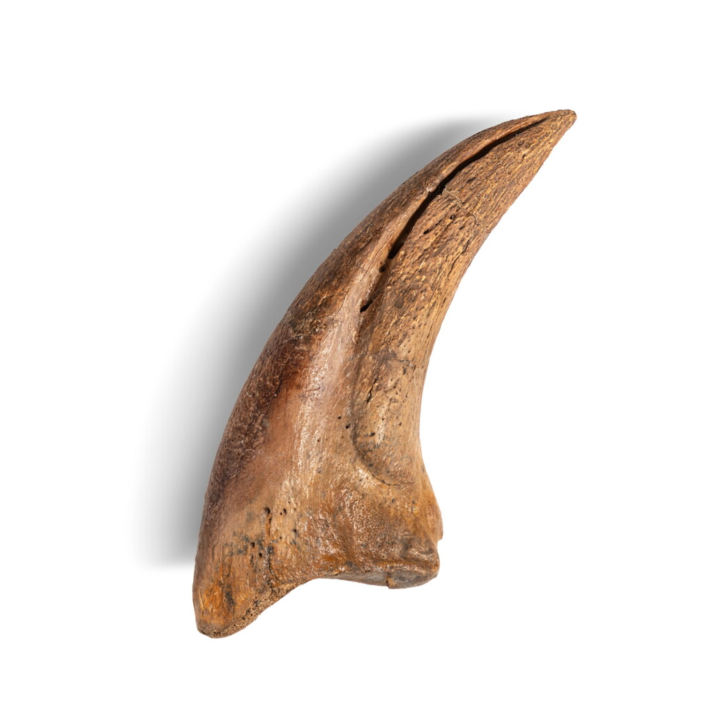 View full screen - View 1 of Lot 17. Gorgosaurus Claw.