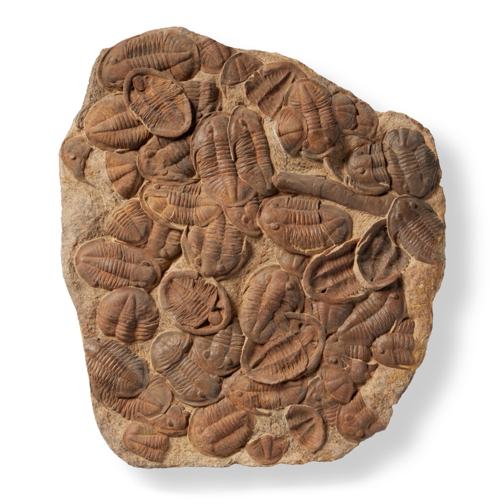 View full screen - View 1 of Lot 1. Trilobite Mass Mortality Plate.