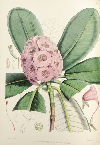 View full screen - View 1 of Lot 199. HOOKER, SIR JOSEPH DALTON | The Rhododendrons of Sikkim-Himal. London: Reeve, Benham, & Reeve, 1849-1851.