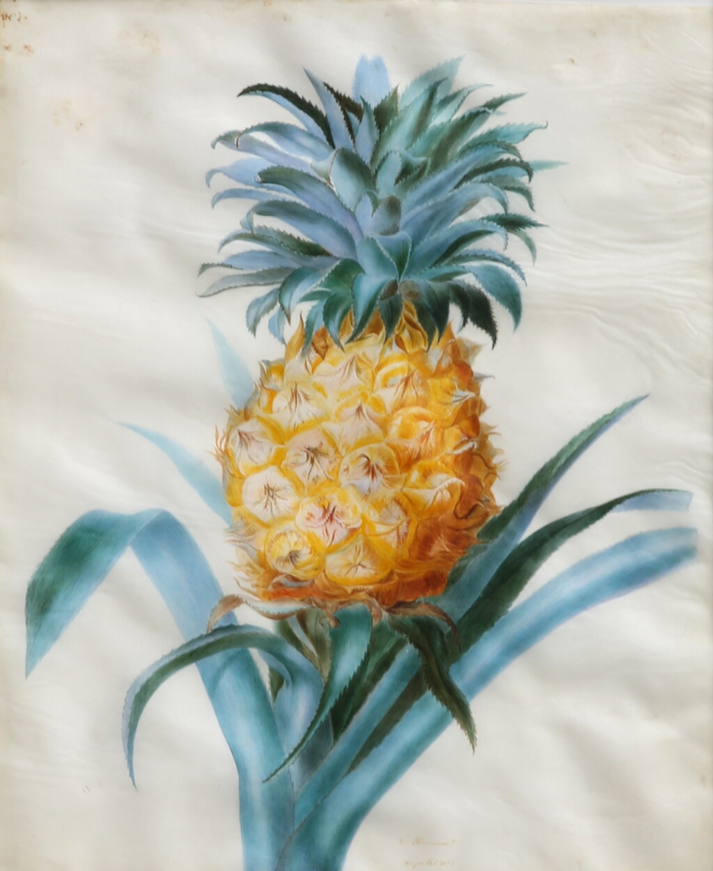 View full screen - View 1 of Lot 83. FRENCH SCHOOL, 19TH CENTURY | ECOLE FRANÇAISE DU XIXE SIÈCLE | PINEAPPLE | ANANAS.