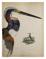 TROPICAL HERON