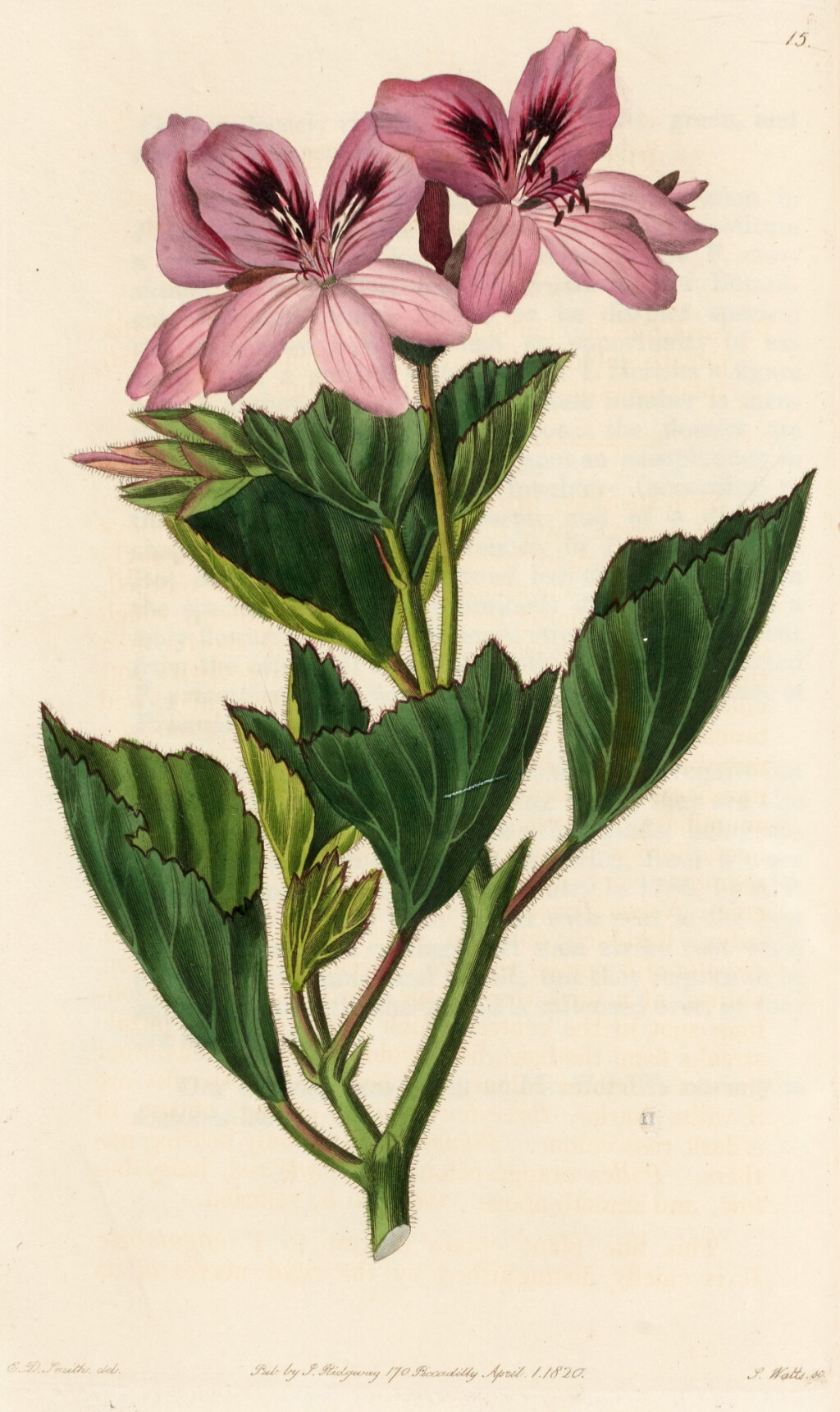 View full screen - View 1 of Lot 223. Robert Sweet | Geraniaceae. The Natural Order of Gerania, 1820-1830, 5 volumes (including supplement).