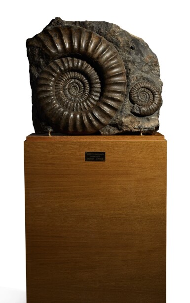 View full screen - View 1 of Lot 87. A PAIR OF AMMONITES.