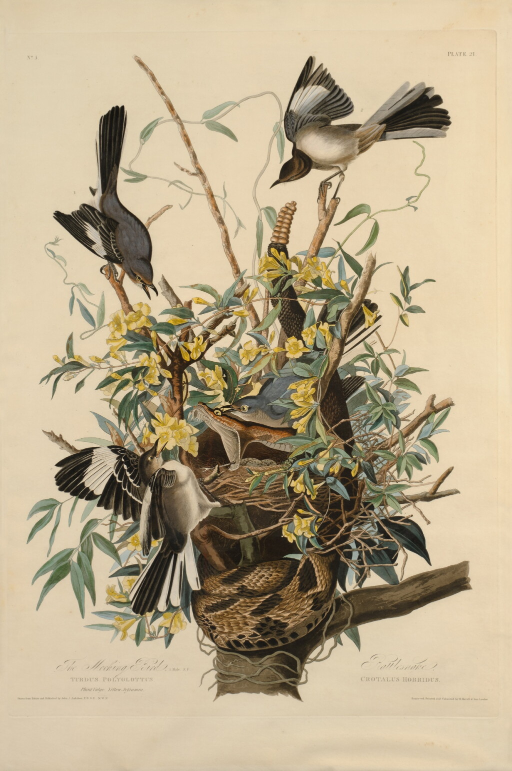View full screen - View 1 of Lot 214. The Mocking Bird (Plate XXI).