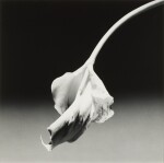 Calla Lily