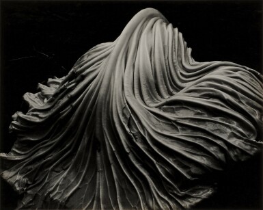 View full screen - View 1 of Lot 115. Cabbage.