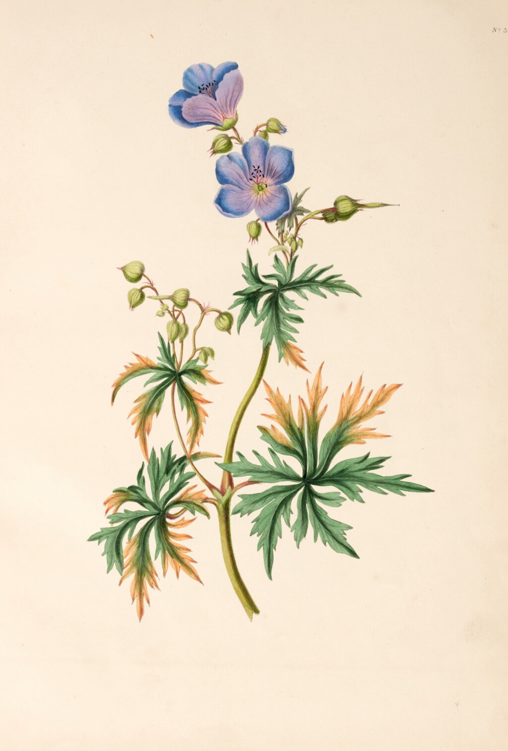 View full screen - View 1 of Lot 330. Anne Everard | Flowers from nature, London, 1835, original maroon cloth.